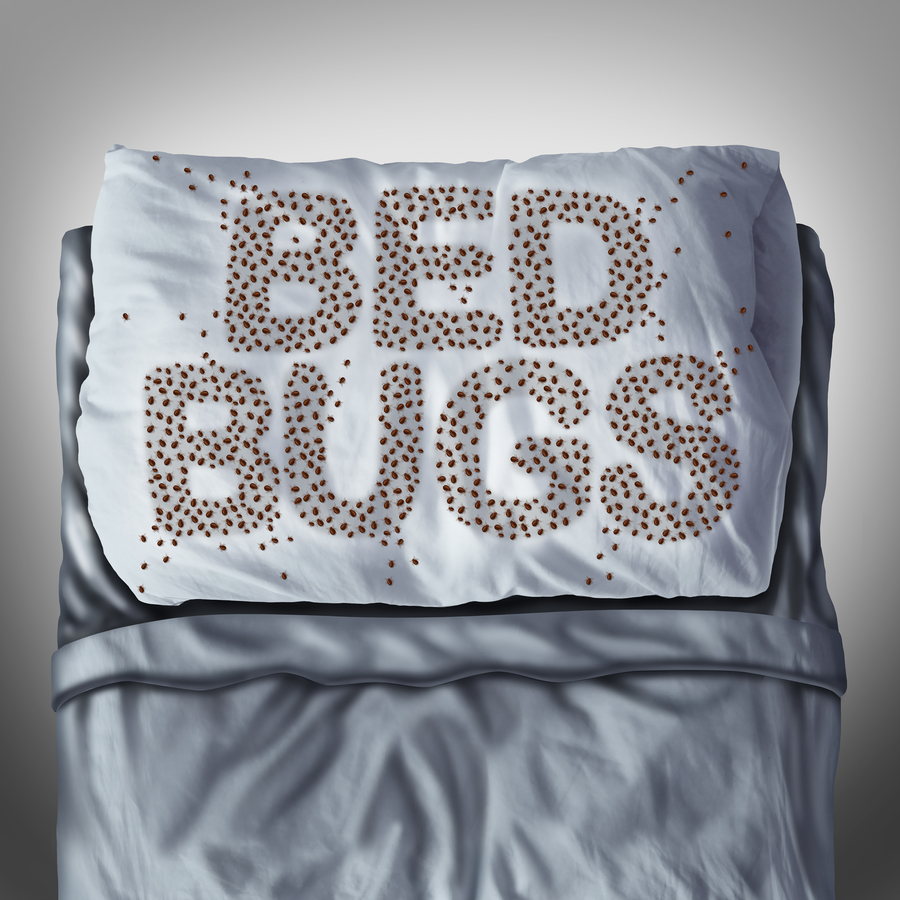 Bed Bug signs