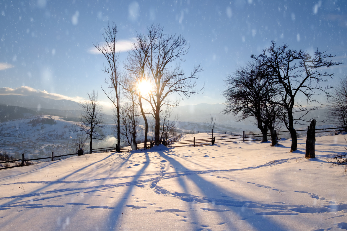 Winter Pests in Ohio