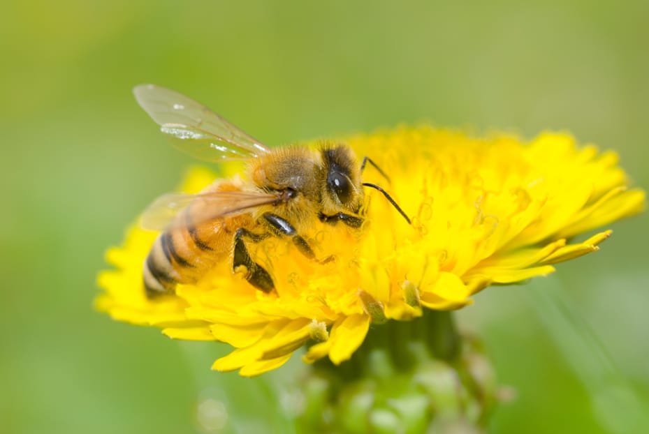 Protect your Ohio Home or Business from Bees, Wasps, and Hornets