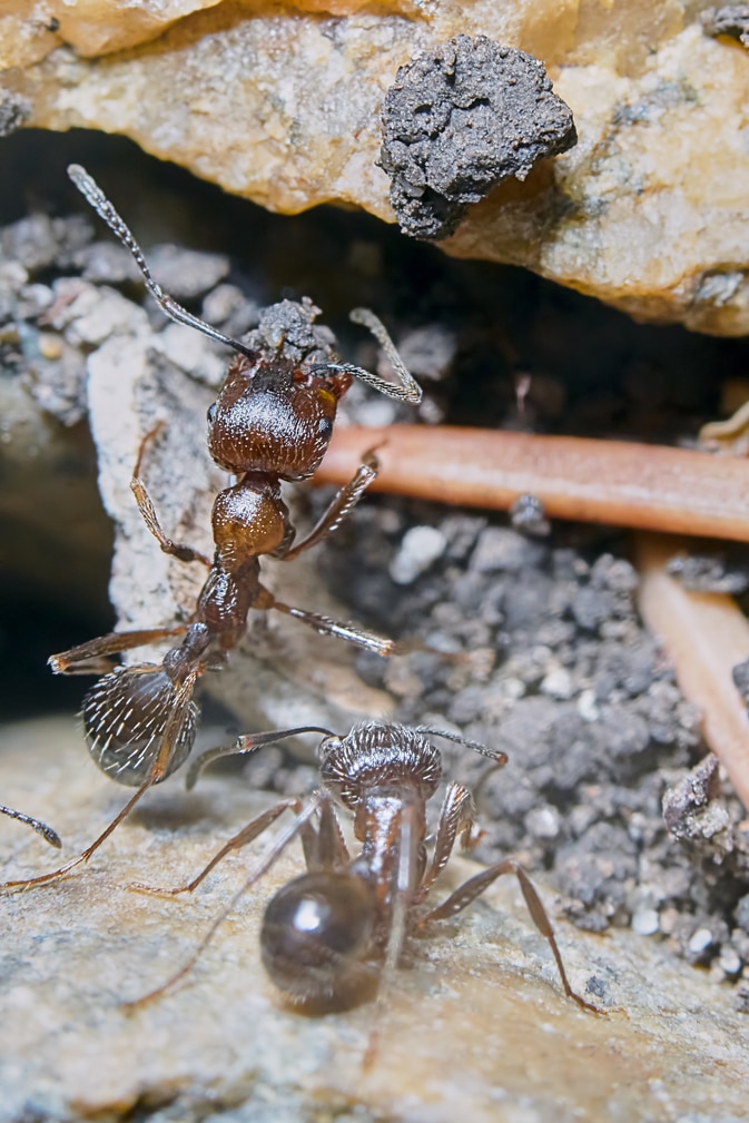 Keep Ants Out of Your Home or Business this Spring and Summer