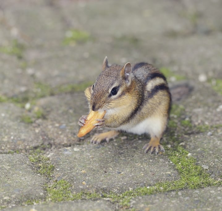 Prevent Chipmunks