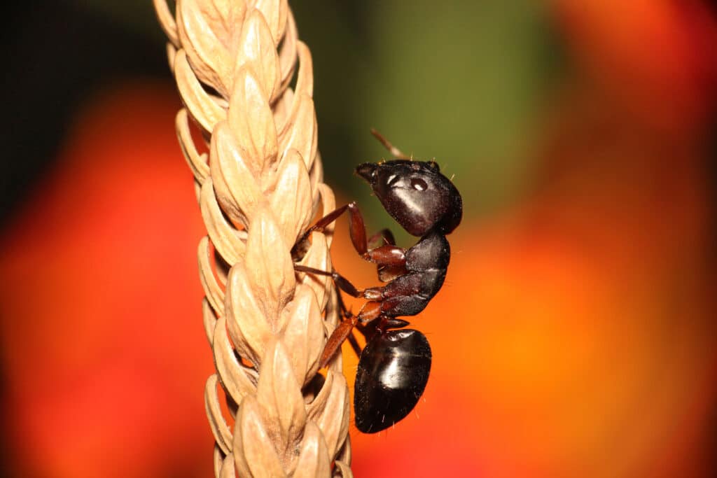 Carpenter ant pest control Toledo Bowling Green Sandusky