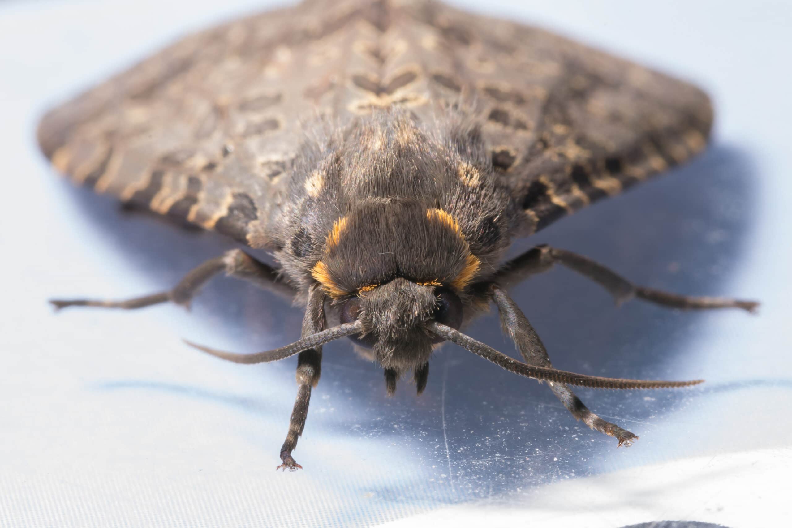 Moth removal Toledo, Bowling Green Sandusky