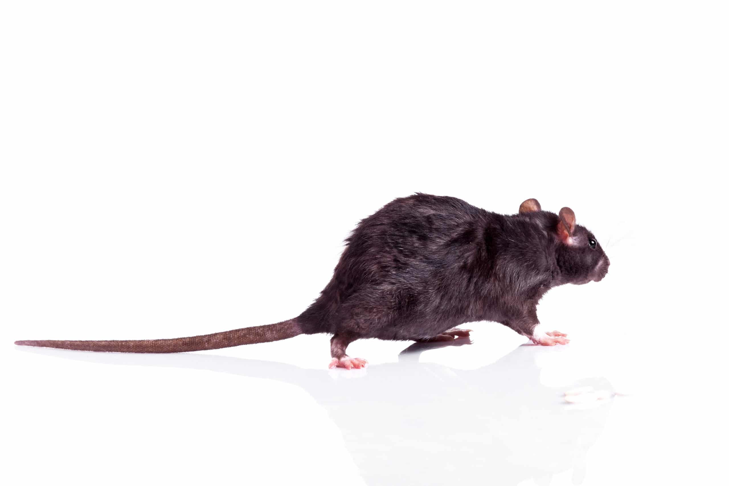 Jasper Property Owners' Complete Rat Control Guide