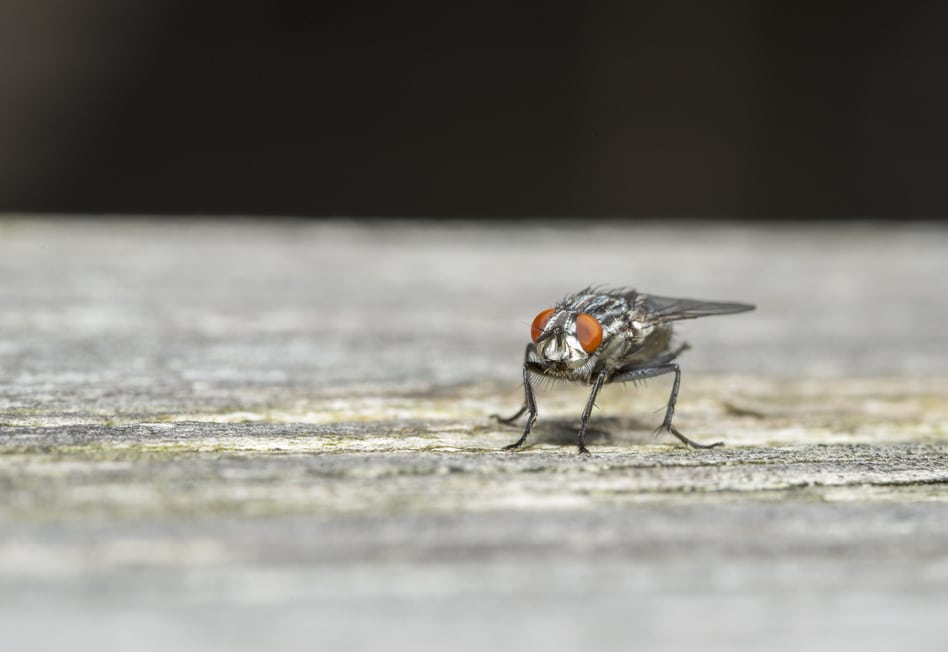 Keep Flies Out of Your Home