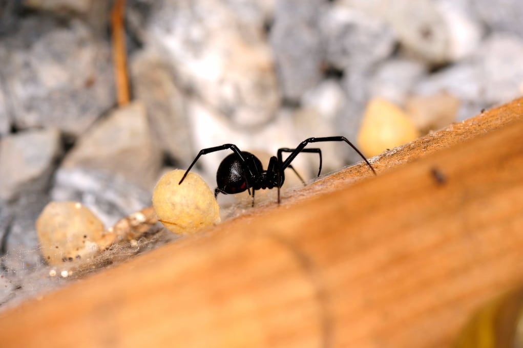 Poisonous Spiders of Northwest Ohio and Southeast Michigan