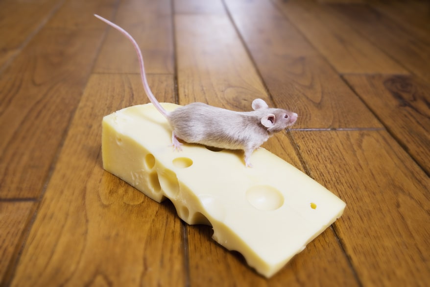 How to Keep Mice Out this Fall and Winter