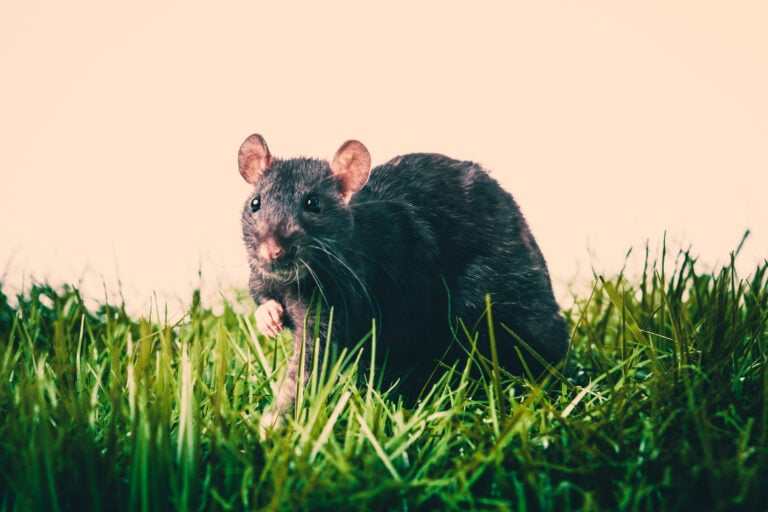 Are Rats Common in the Winter? Delving Pest Control