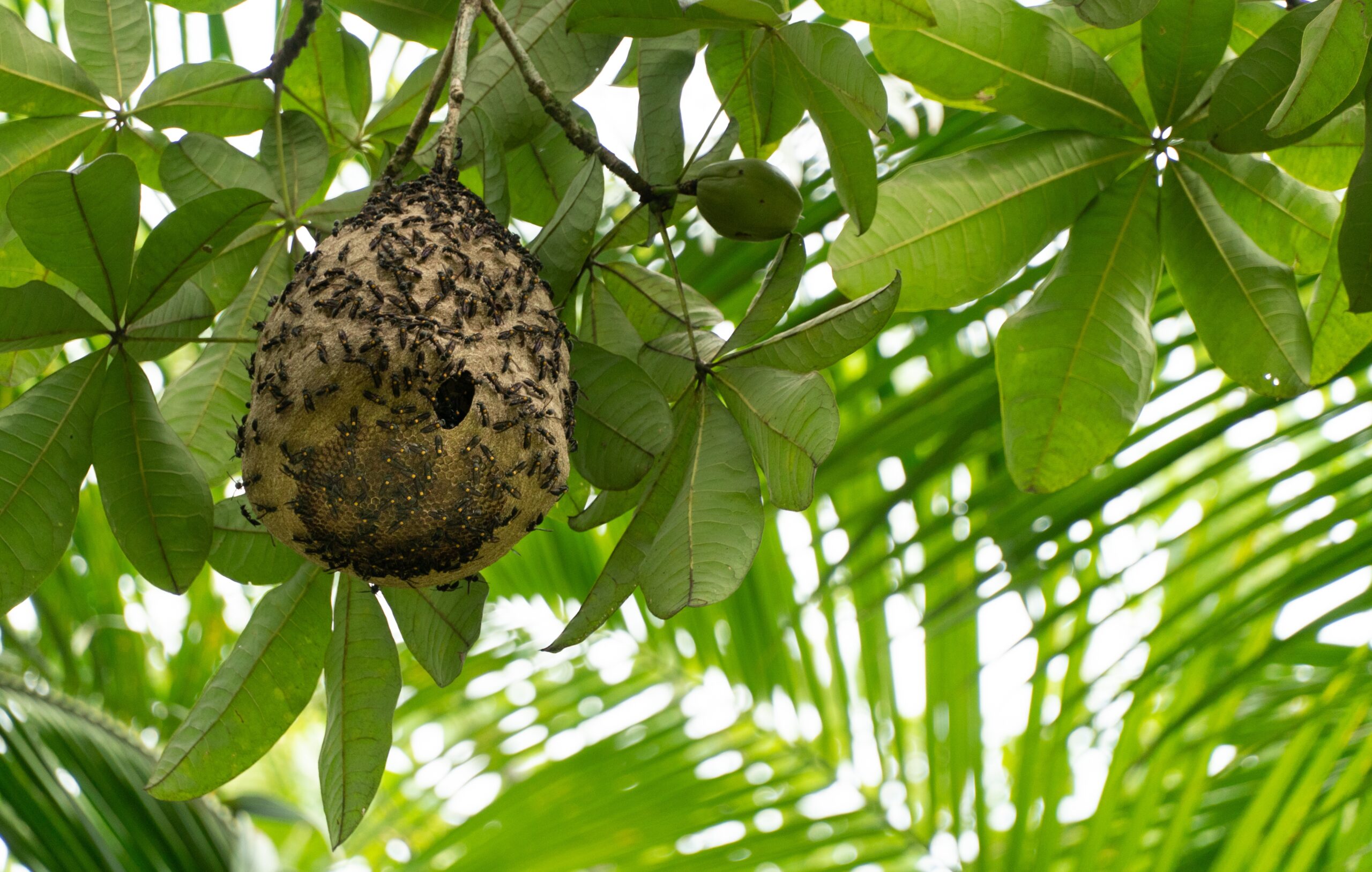 Wasps