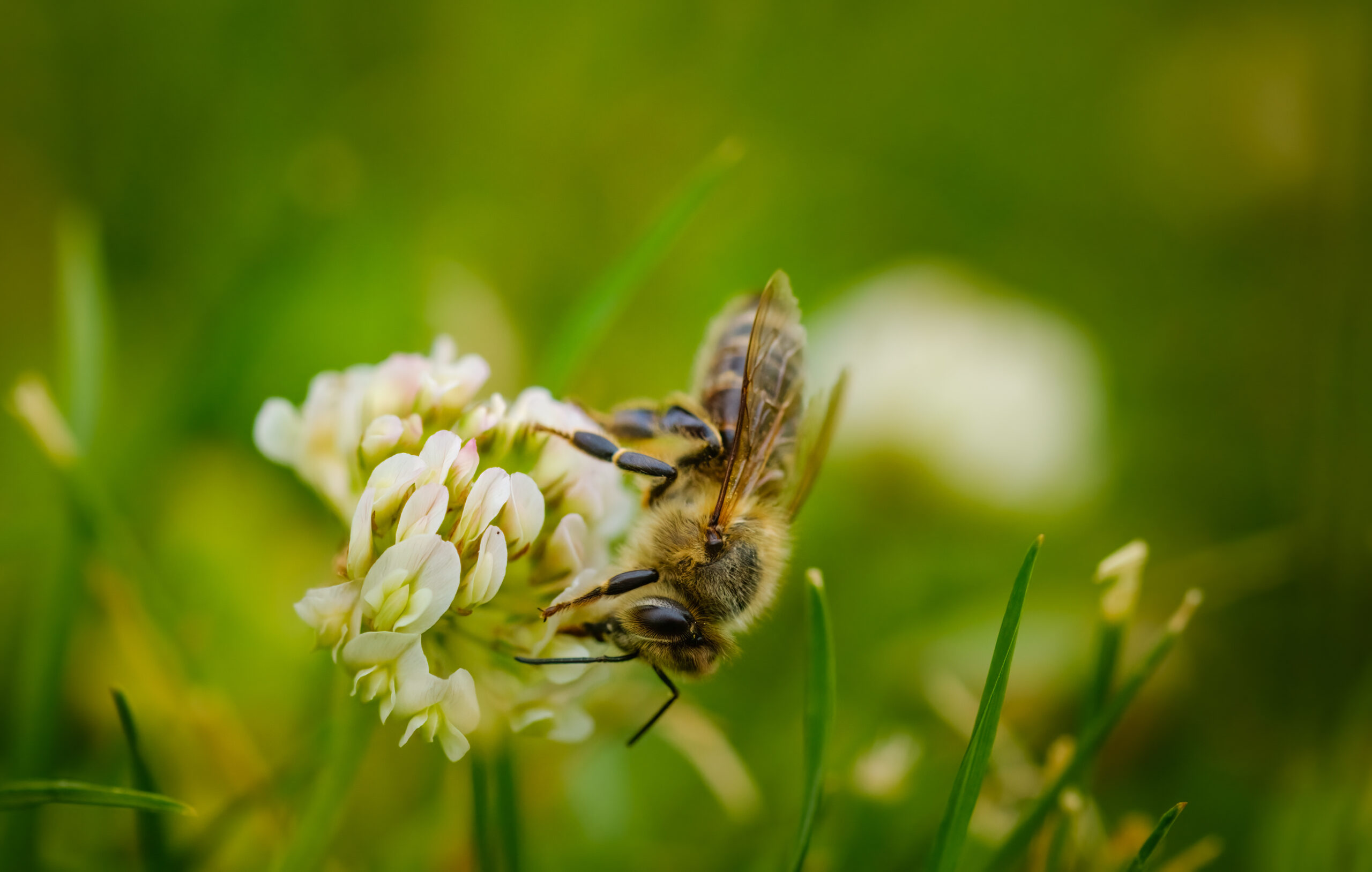 What are the Most Common Stinging Insects in Ohio?