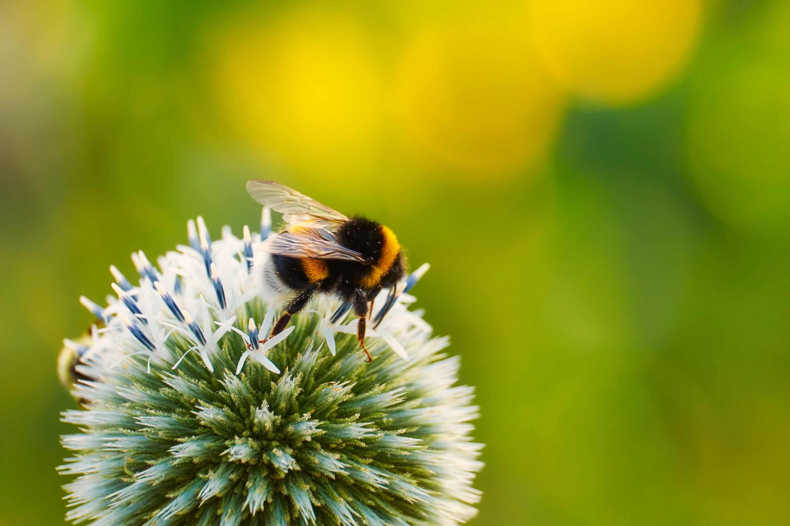 Are Stinging Insects More Aggressive in the Fall