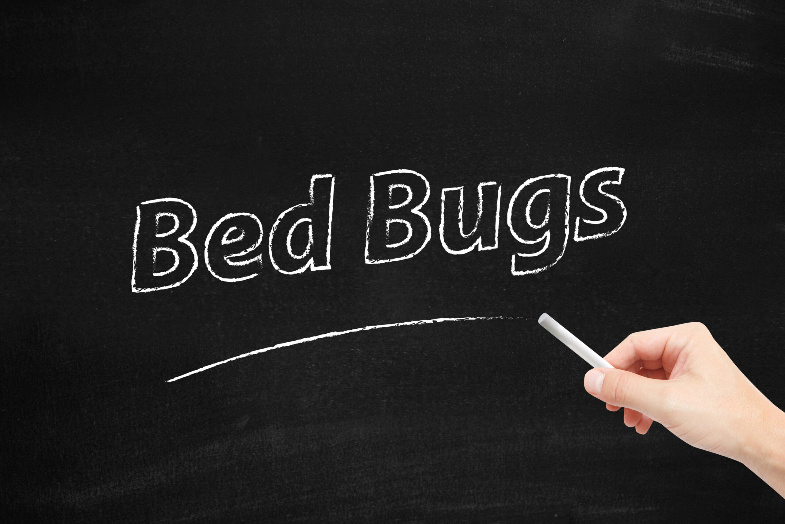 Common Bed Bug Myths