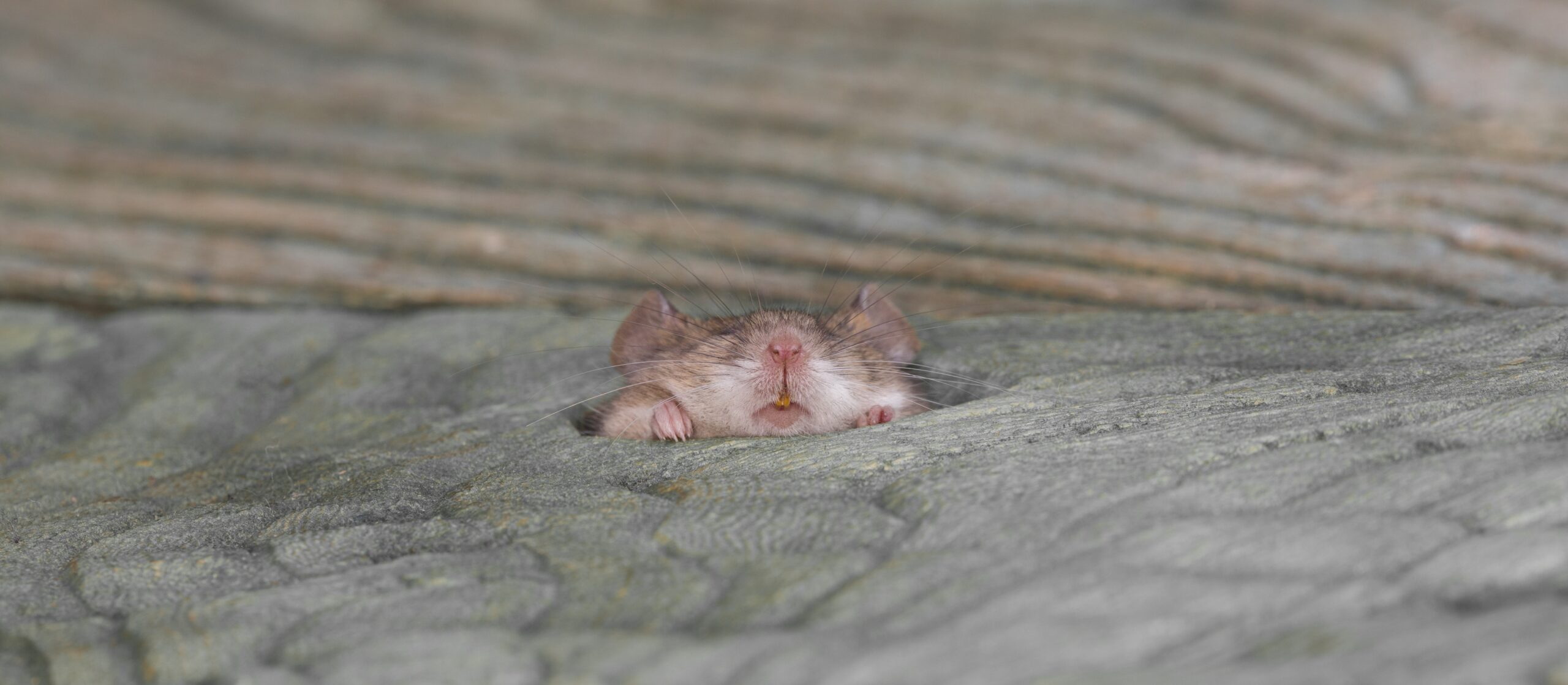 Protect Your Home from Mice