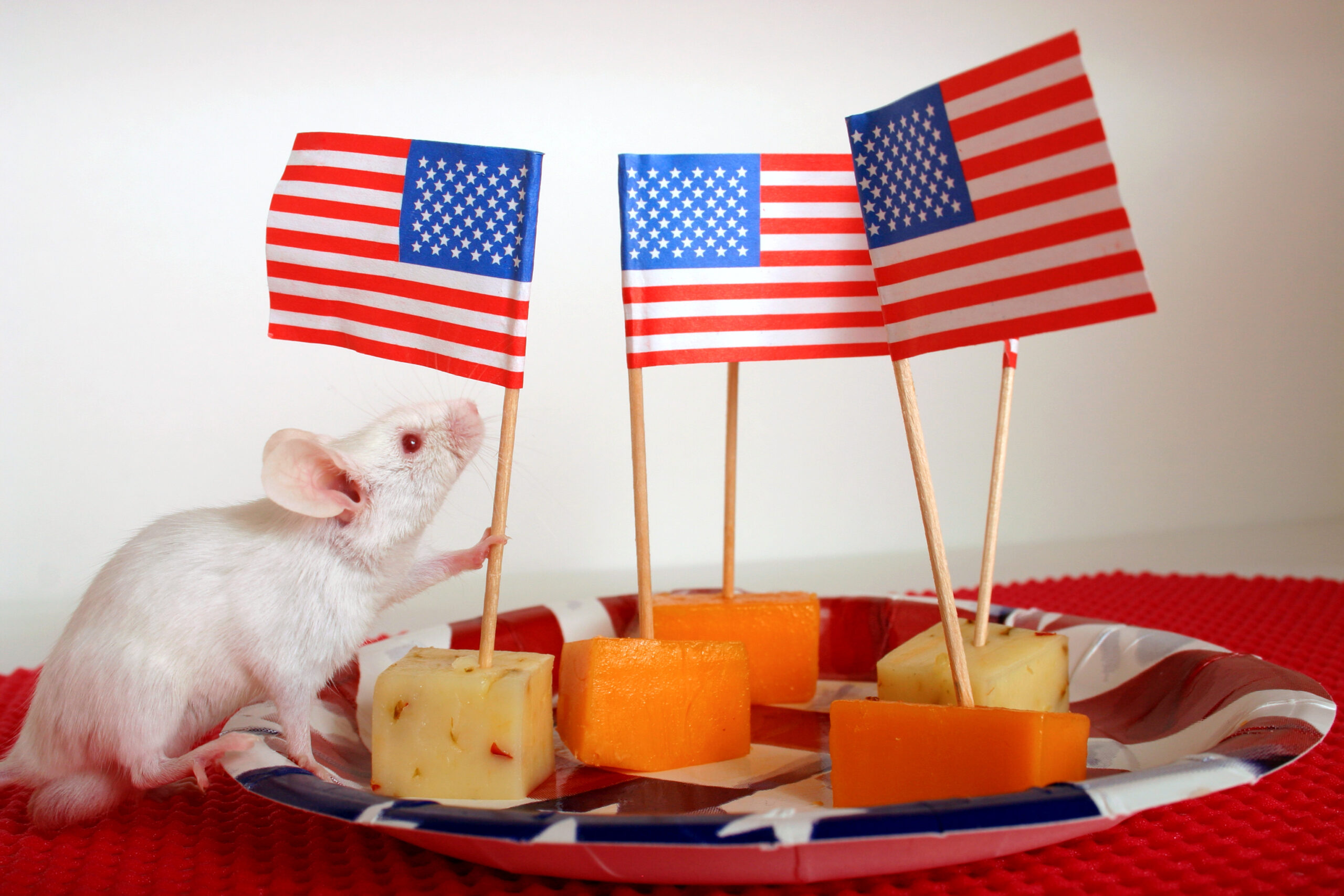 Celebrating Independence from Rodents: Keeping Mice and Rats Away