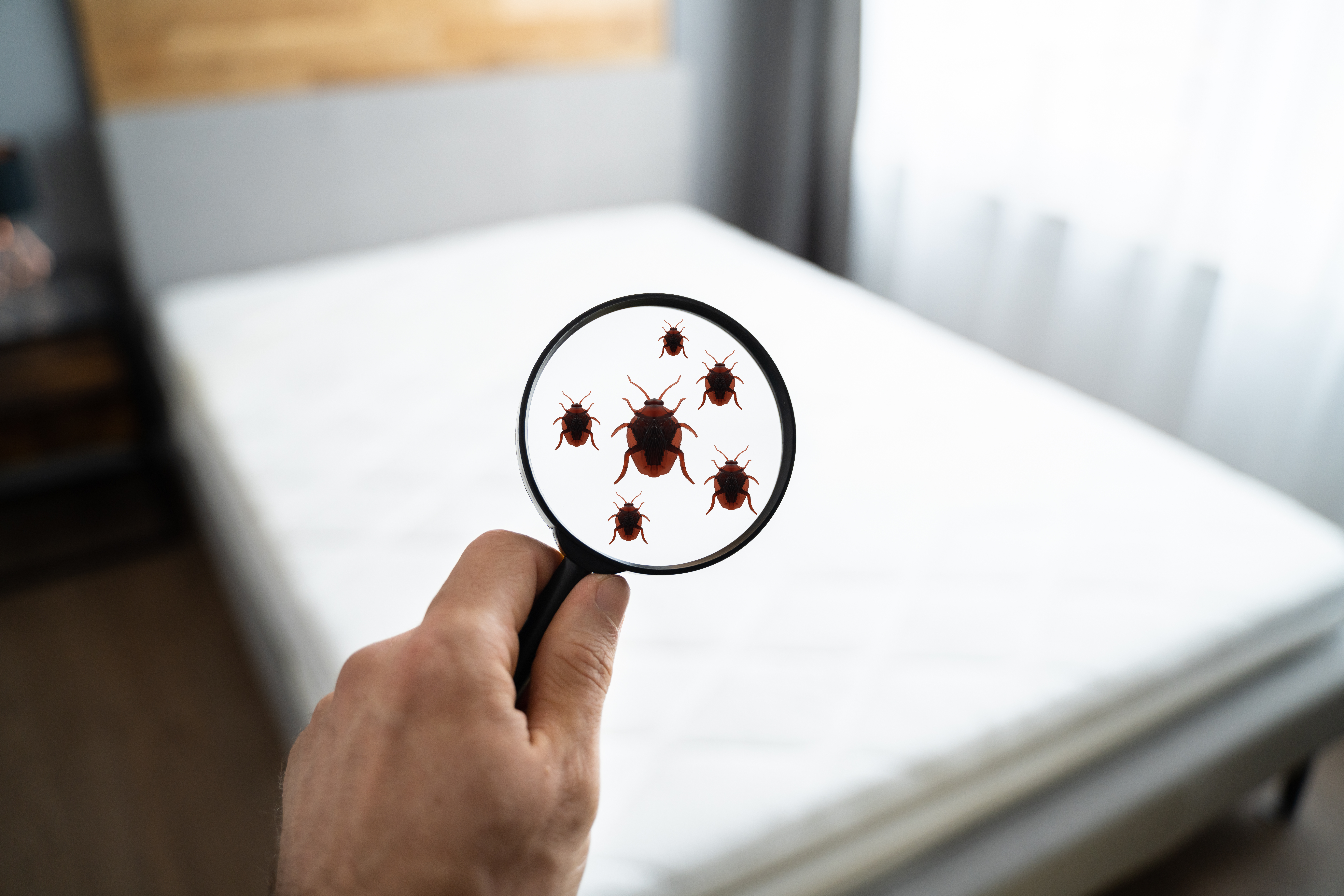 Bed Bug Season