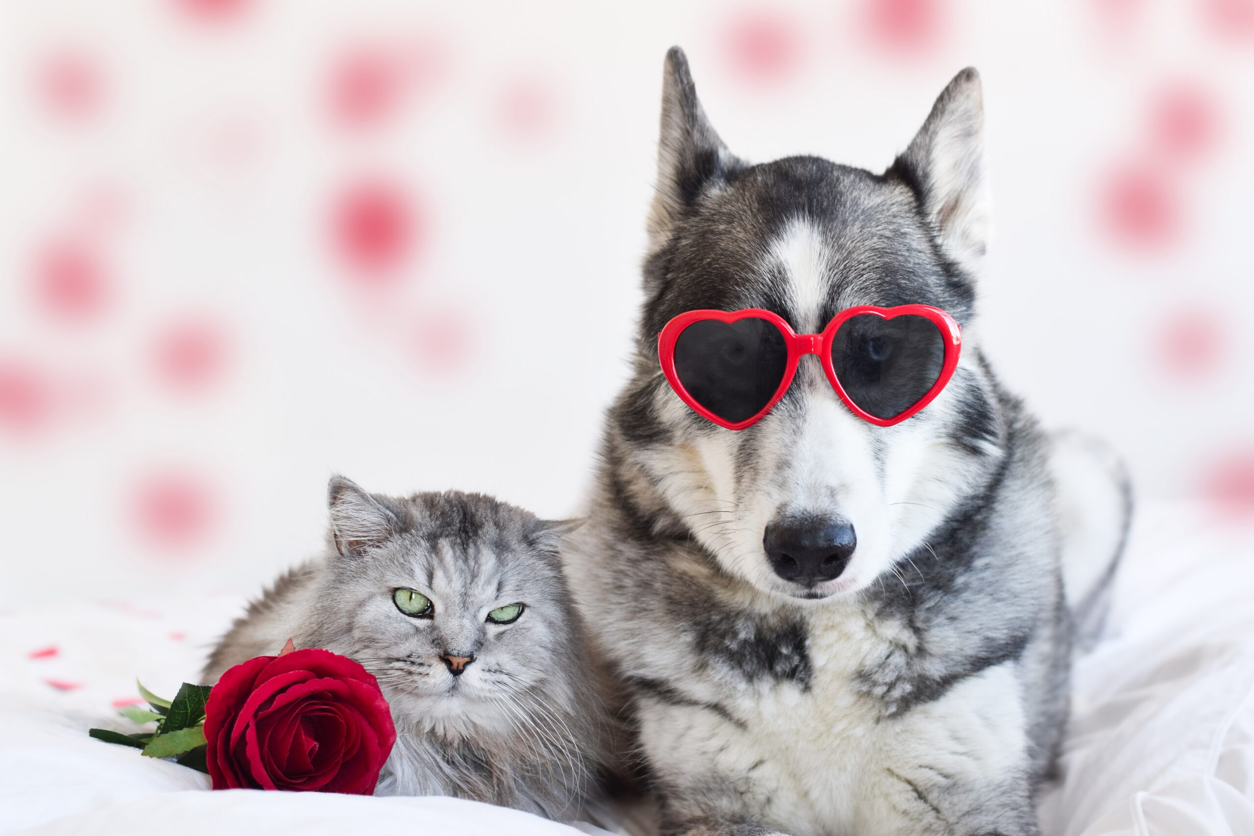 Protect Them from Fleas This Valentine's Day