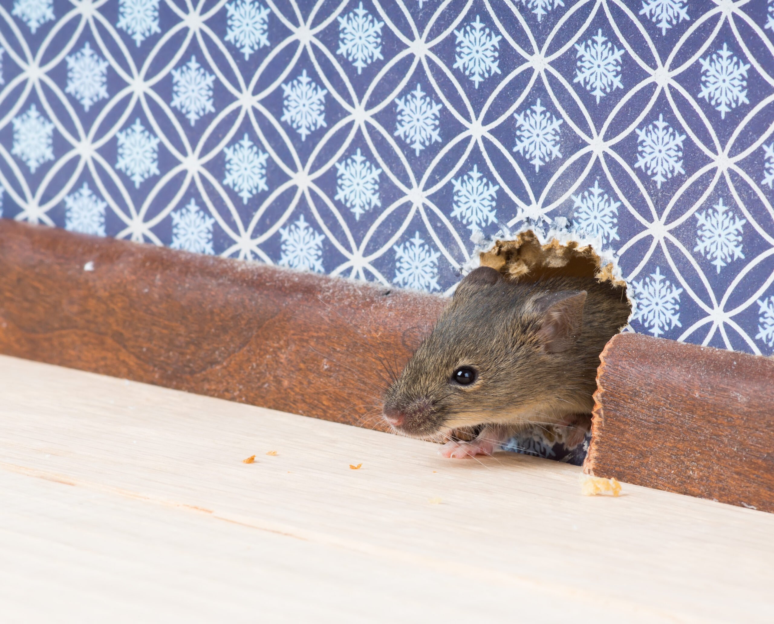 Timeline for Rodent Control