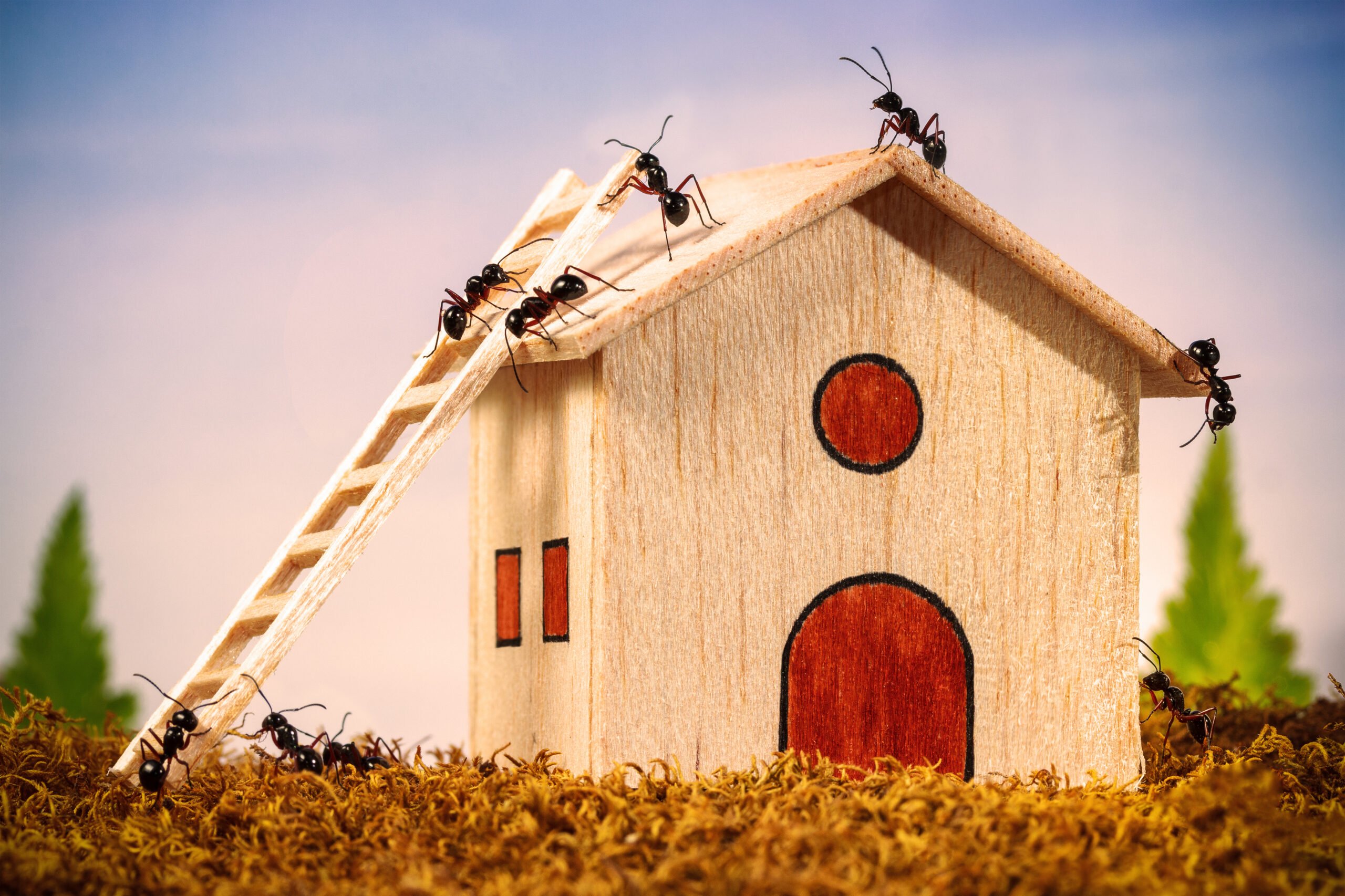 Ants Are Taking Over Your Home