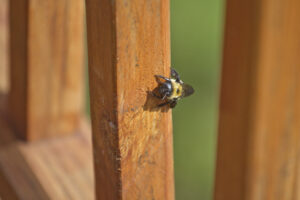 How Carpenter Bees Could Be Damaging Your Home