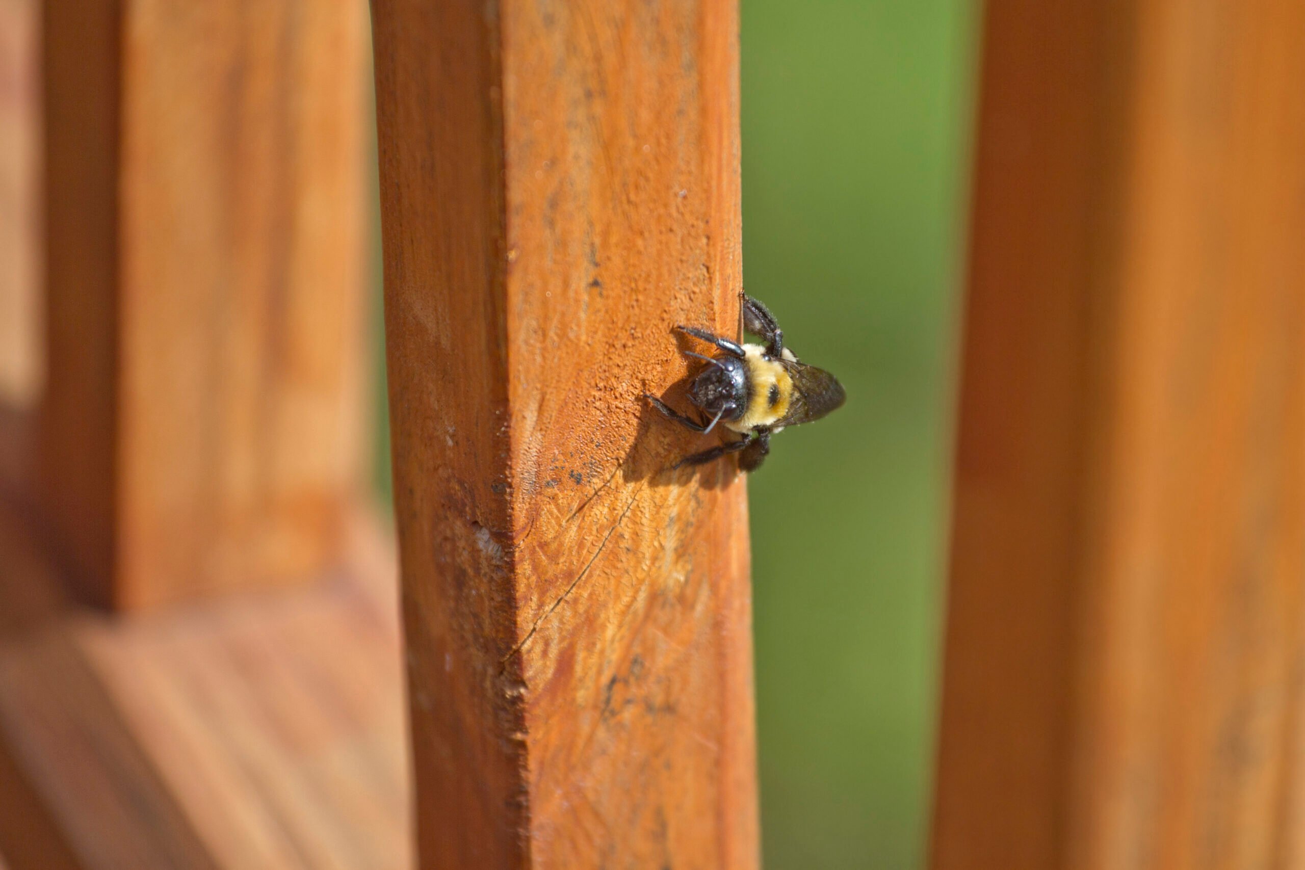 How Carpenter Bees Could Be Damaging Your Home