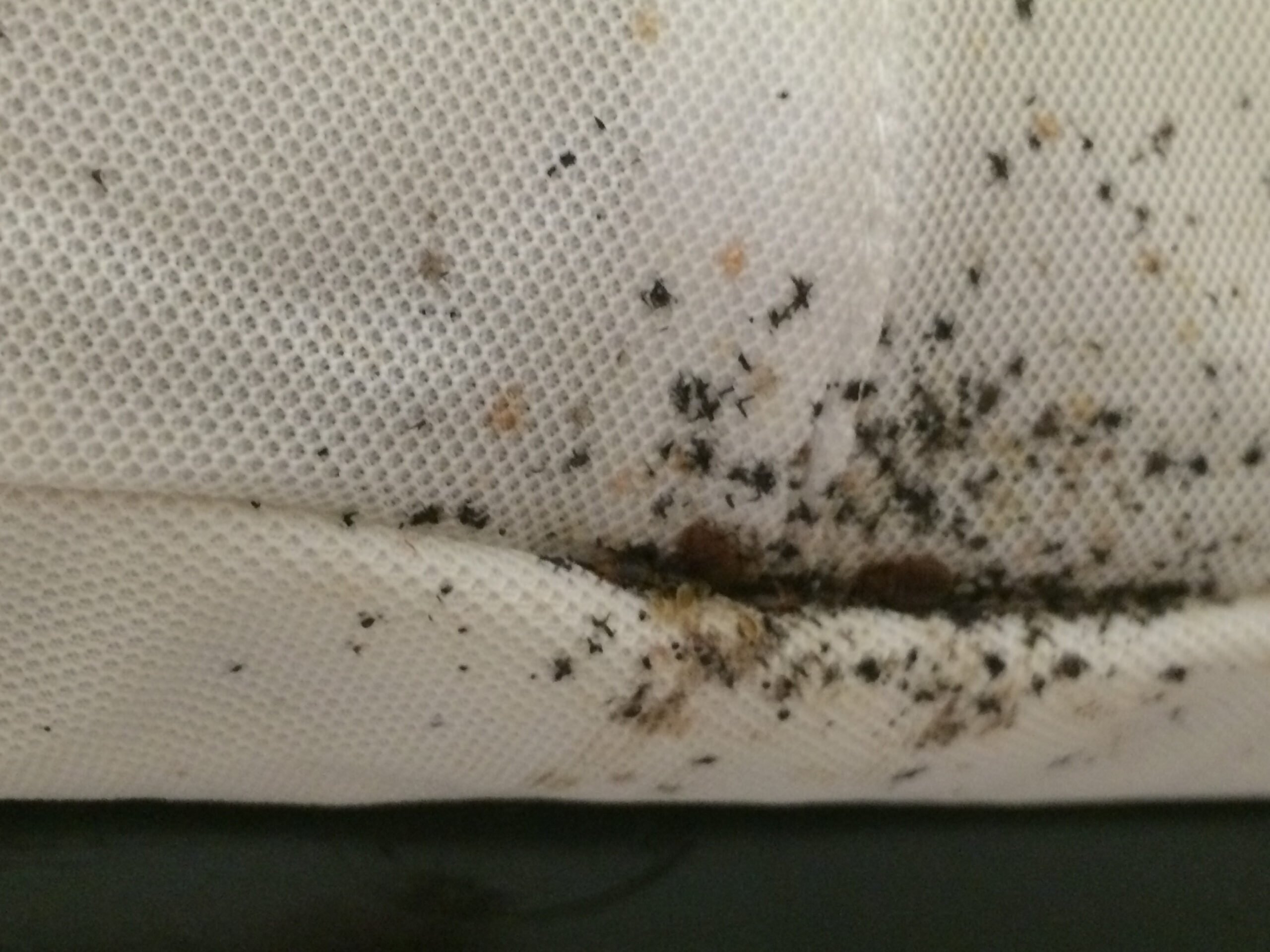 Heat Treatment for Bed Bugs