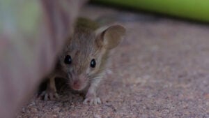 Rodent Control Myths