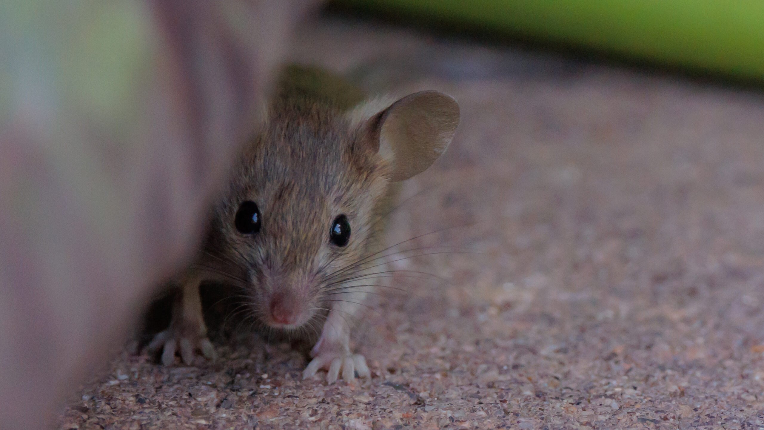 Rodent Control Myths