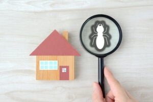 Warning Signs of a Termite Problem