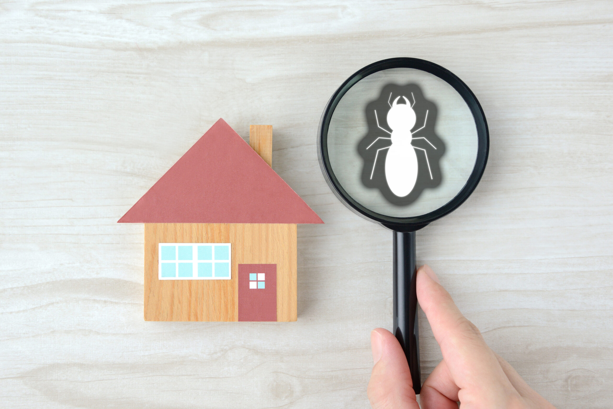 Warning Signs of a Termite Problem