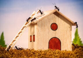 Ants Are Taking Over Your Home