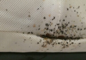 Heat Treatment for Bed Bugs