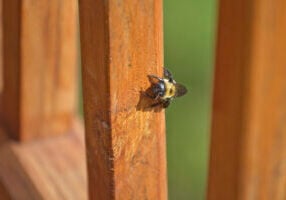 How Carpenter Bees Could Be Damaging Your Home