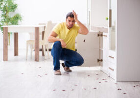 Emergency Pest Control