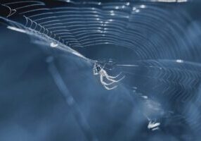 House Spiders