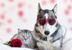 Protect Them from Fleas This Valentine's Day