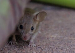 Rodent Control Myths