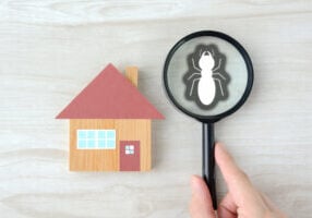 Warning Signs of a Termite Problem