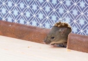 Timeline for Rodent Control